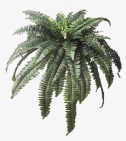 Thumb Image - Boston Fern Plant Png, Transparent Png, Free Download