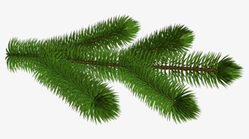 Transparent Pine Branch 3d Clipart Picture - Pine Tree Branch Transparent Background, HD Png Download, Free Download