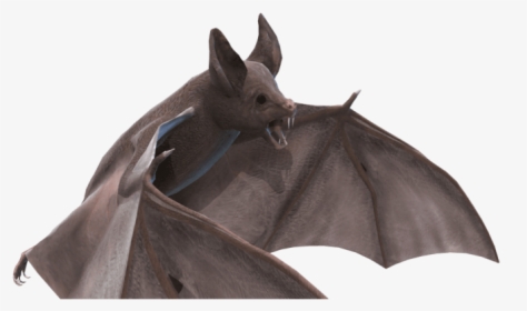 Bat Png, Transparent Png, Free Download