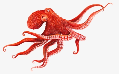 Octopus Transparent Background - Giant Pacific Octopus Drawing, HD Png Download, Free Download
