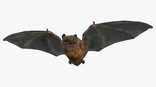 Common Pipistrelle, HD Png Download, Free Download