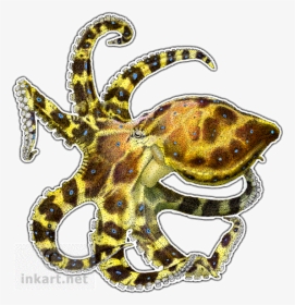 Blue Ring Octopus Png, Transparent Png, Free Download