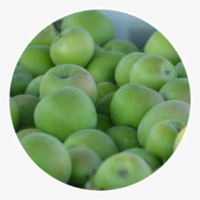 Greengage, HD Png Download, Free Download