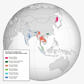 Panthera Tigris Distribution - Panthera Tigris Altaica Map Range, HD Png Download, Free Download
