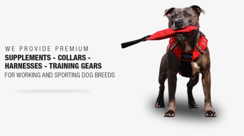 Pet Harness , Png Download - Extreme Dog Gear, Transparent Png, Free Download