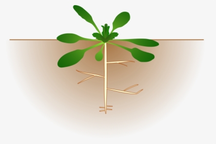 Plant,leaf,flowerpot - Cartoon Plant With Roots, HD Png Download, Free Download
