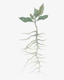 Root, HD Png Download, Free Download