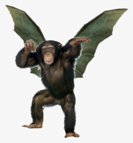 #freetoedit #flyingmonkey #monkeyflying #monkeystickerremix - Transparent Background Monkey Png, Png Download, Free Download