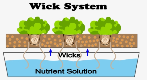 This Is A Diagram Of A Wick Hydroponic System - Diagram Wick System Hydroponics, HD Png Download, Free Download
