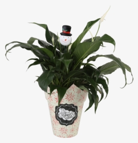 Outdoor Potted Plants Png, Transparent Png, Free Download