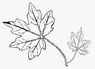 Papaya Leaf Black And White, HD Png Download, Free Download