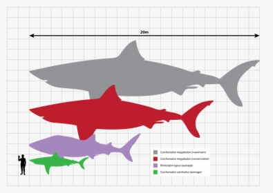 Great White Shark Evolution, HD Png Download, Free Download