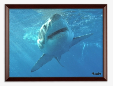 Bull Shark Png, Transparent Png, Free Download