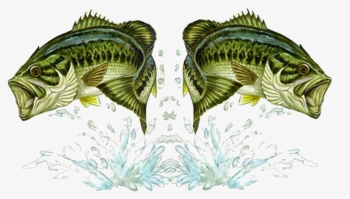Bass To Bass No Bkgrd Pd2mpng - Largemouth Bass, Transparent Png, Free Download