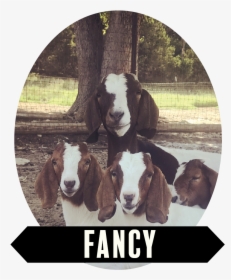 Fancy Don’t Let Me Down She Is One Fancy Gal That Keeps - Working Animal, HD Png Download, Free Download