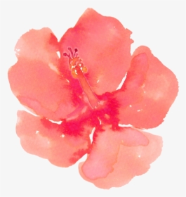 Painting Download Clip Art - Watercolour Hibiscus Png, Transparent Png, Free Download
