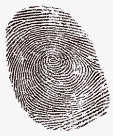 Female Fingerprints Transparent, HD Png Download, Free Download