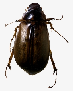 Bugs Png, Transparent Png, Free Download