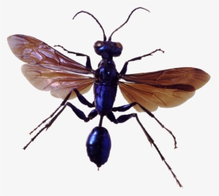 Bug Png Image, Download Png Image With Transparent - Bugs Png, Png Download, Free Download