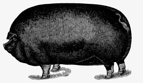 Pig Image Illustration Animal Download - Hippopotamus, HD Png Download, Free Download