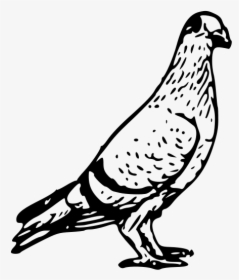 Pigeon 3 Png Images - Pigeon Black And White, Transparent Png, Free Download