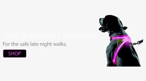 Light Up Dog Collar - Glow Dog Harness, HD Png Download, Free Download