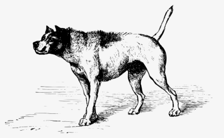 Piloerection Dog, HD Png Download, Free Download