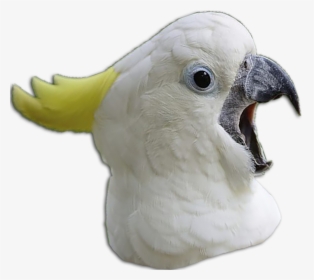 Chicken Meme Png, Transparent Png, Free Download