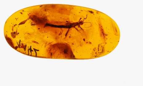 Baltic Amber A Crystal, HD Png Download, Free Download
