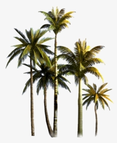 Coconut Tree Png Image File - Coconut Tree Background Png, Transparent Png, Free Download