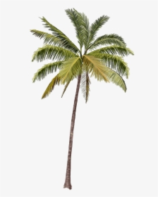Long Coconut Tree Png Hd Image - Coconut Tree Transparent Background, Png Download, Free Download