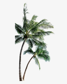 Long Coconut Tree Png Pic - Transparent Background Palm Tree Png, Png Download, Free Download