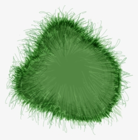 Grass - Chlorophyta, HD Png Download, Free Download
