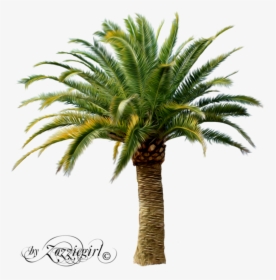 Palm Tree Png, Palm Trees, Oasis, Cactus Plants, Pineapple, - Date Palm Tree Png, Transparent Png, Free Download