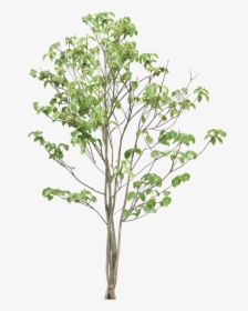 Trees Png Download - Cassava Tree Png, Transparent Png, Free Download