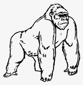 Clipart - Gorilla Drawing, HD Png Download, Free Download