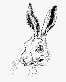 Artists - Domestic Rabbit, HD Png Download, Free Download