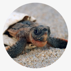 Sea Turtles Hatching, HD Png Download, Free Download