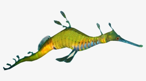 Sea Dragon Png - Transparent Leafy Sea Dragon Png, Png Download, Free Download