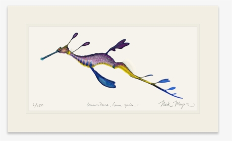 Weedy Seadragon - Weedy Sea Dragon Art, HD Png Download, Free Download