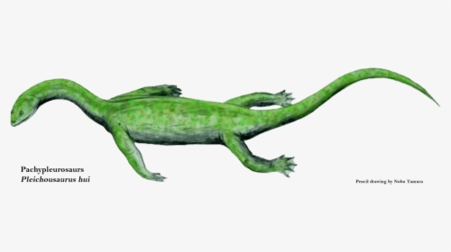 Keichousaurus Hui, HD Png Download, Free Download