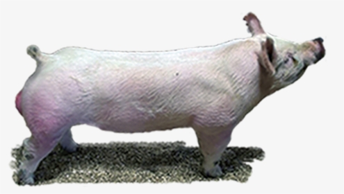 Domestic Pig, HD Png Download, Free Download