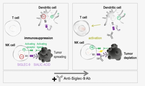 Moa Siglec-9 - Siglec Inhibitor, HD Png Download, Free Download