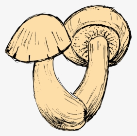 Mushroom Drawing 1 - Agaricus, HD Png Download, Free Download