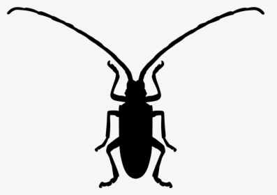 Fungus Beetle Insect Shape - Beetle Shape, HD Png Download, Free Download