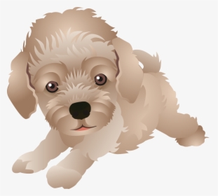 Maltese Dog Schnoodle Cockapoo Havanese Goldendoodle - Schnoodle Cartoon, HD Png Download, Free Download