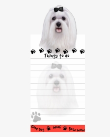 Maltese - Dog Yawns, HD Png Download, Free Download