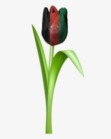 Tulip Iran Tajikistan Free Photo - Afghanıstan Flag Png Hd, Transparent Png, Free Download