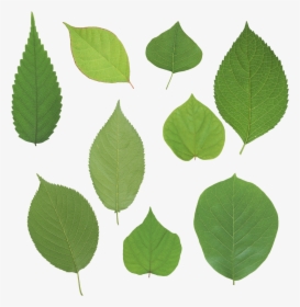 Best Free Green Leaves Png In High Resolution - Текстуры Листьев Png, Transparent Png, Free Download