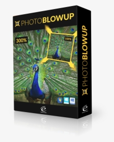 Photo Blowup Boxshot - Peafowl, HD Png Download, Free Download